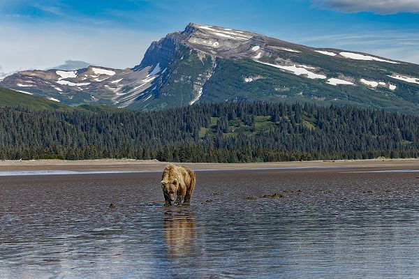 Jones, Adam 아티스트의 Adult female grizzly bear clamming-Lake Clark National Park and Preserve-Alaska작품입니다.